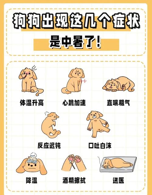 狗狗夏天怎么给他降温