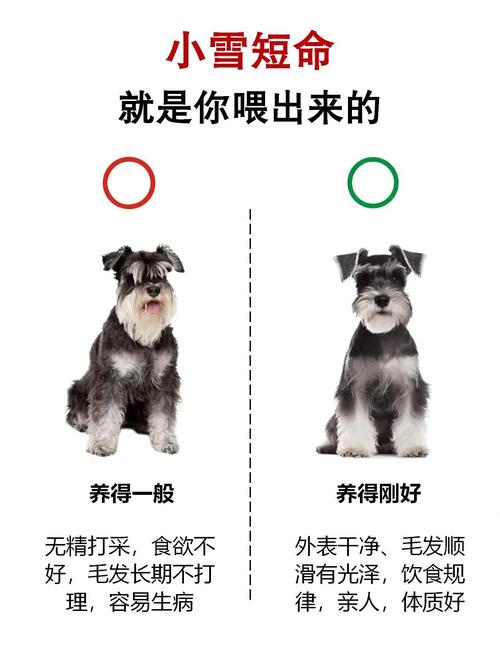 雪纳瑞不能吃的东西