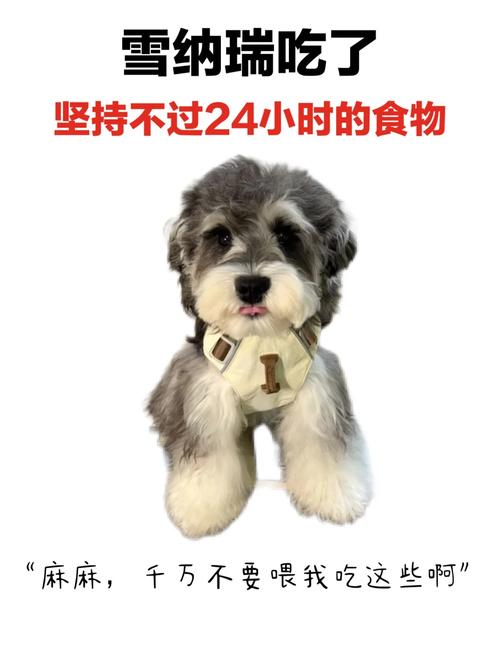 刚刚家里小狗吃了三颗熟白果有事吗。现在很担心?