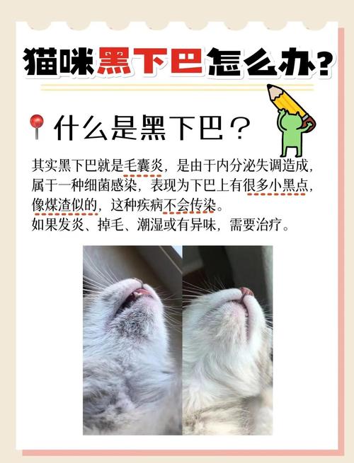 我家猫下巴这黑的怎么回事