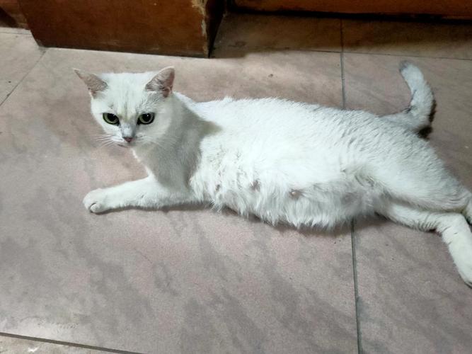 猫咪怀孕50天肚子不大