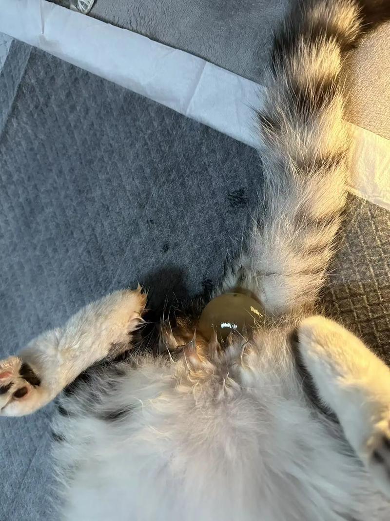 猫咪怀孕46天不显肚子(猫怀孕60天不见肚子大)