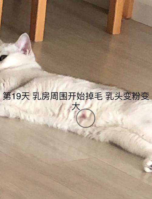猫咪怀孕40天肚子不大
