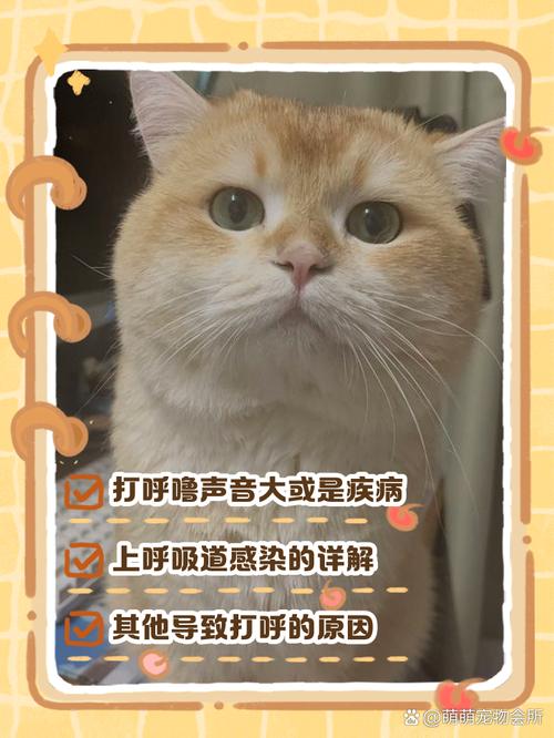 猫咪呼吸声音比较大是怎么回事?