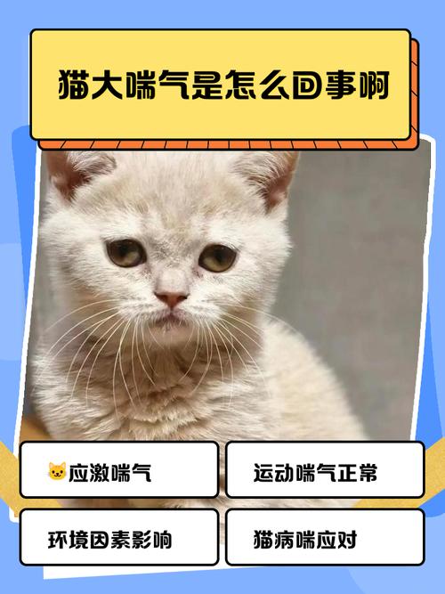猫咪喘气声音大