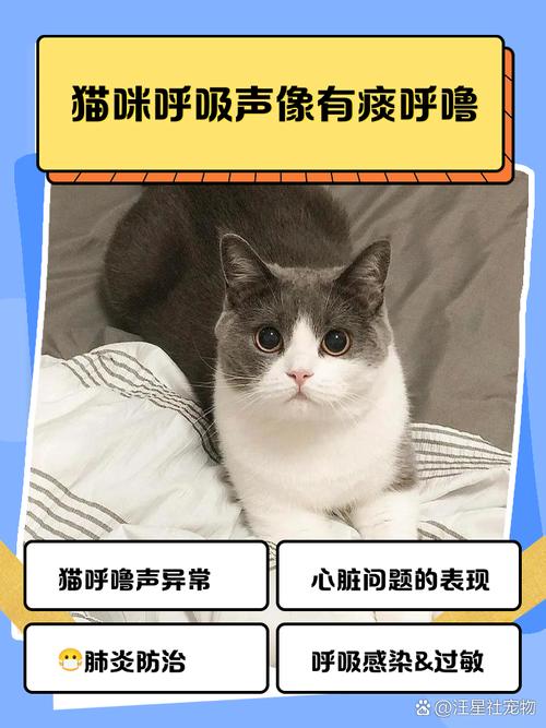 小猫喘气有声音像拉风箱一样
