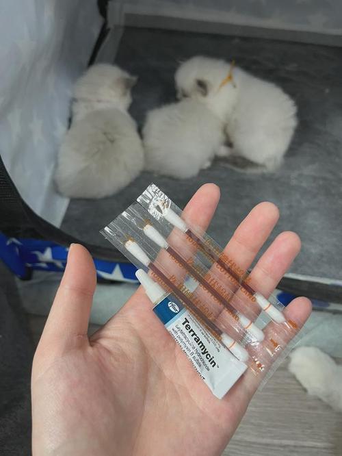 猫咪不剪脐带怎么办?