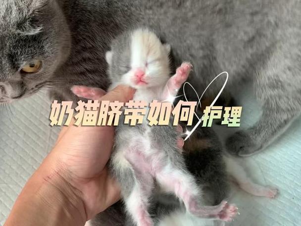 猫咪生产脐带怎么剪