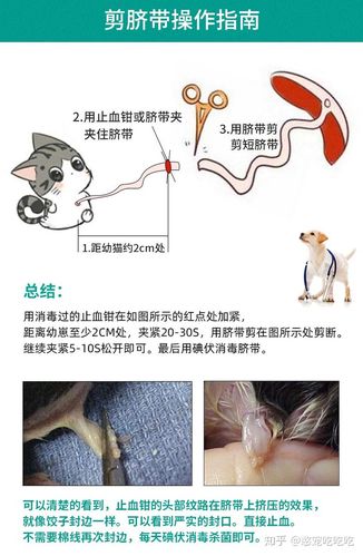小猫脐带怎么剪