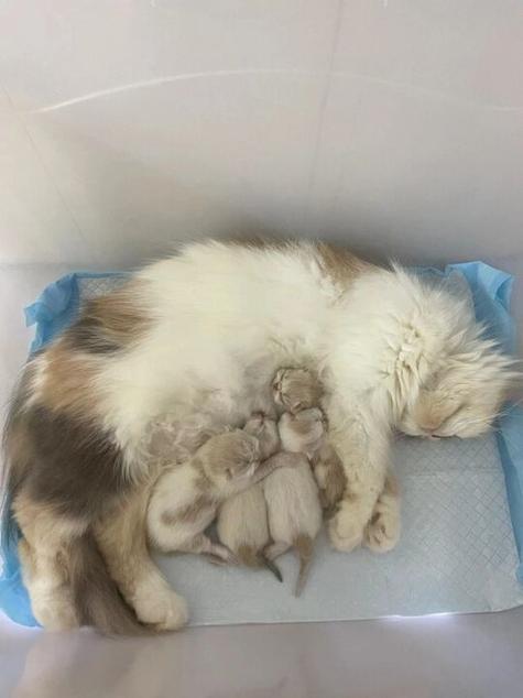 猫咪脐带多久要人工剪