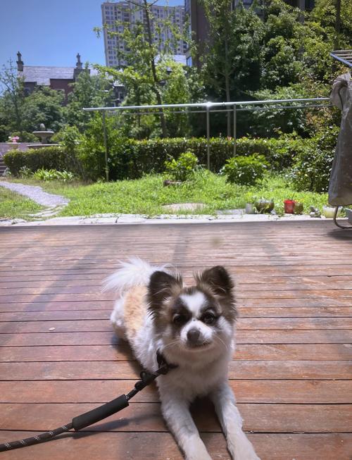 狗狗每天需要晒太阳多久?