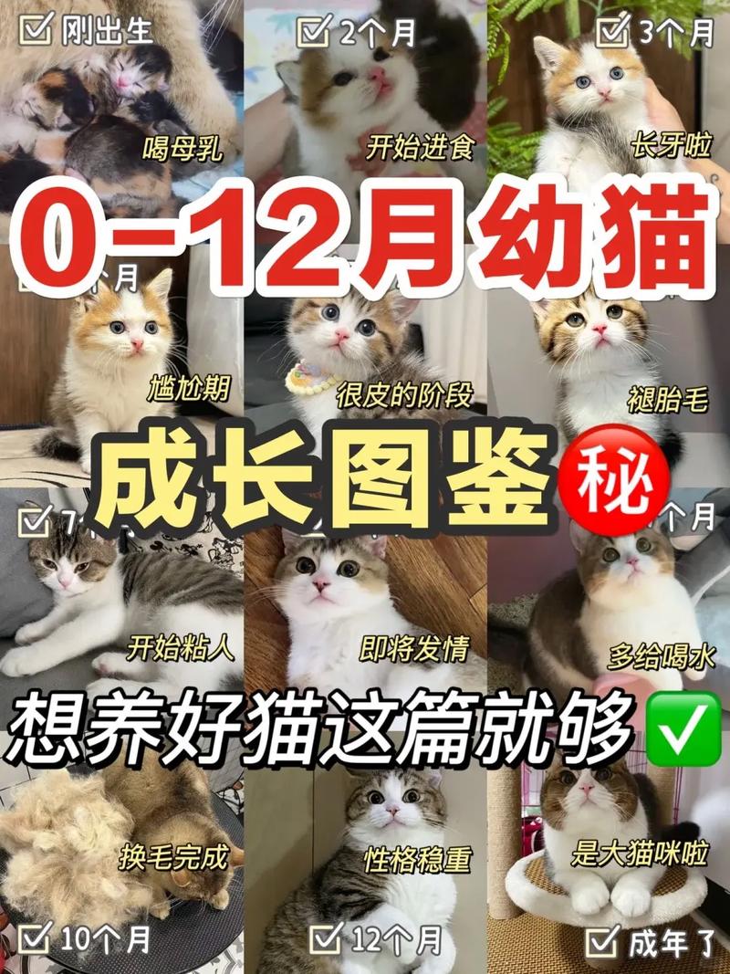 猫几个月能长大