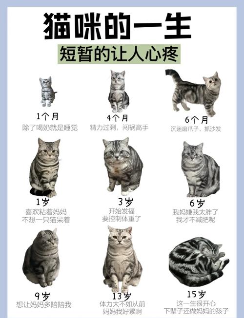 猫长大需要几个月