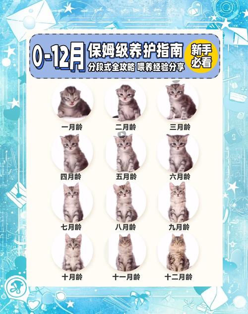 小猫要几个月才能长大?