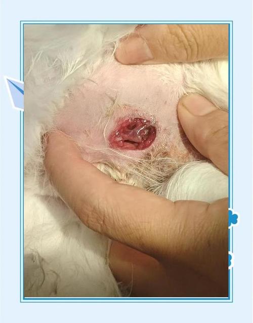 猫咪有哪些疾病会传染给人?