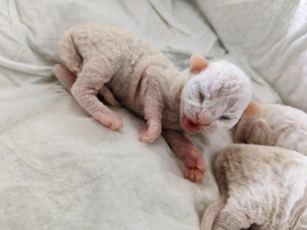 给猫咪起什么名字好?