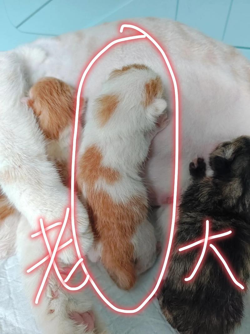 猫咪姓名TOP3排名榜!_你知道吗?