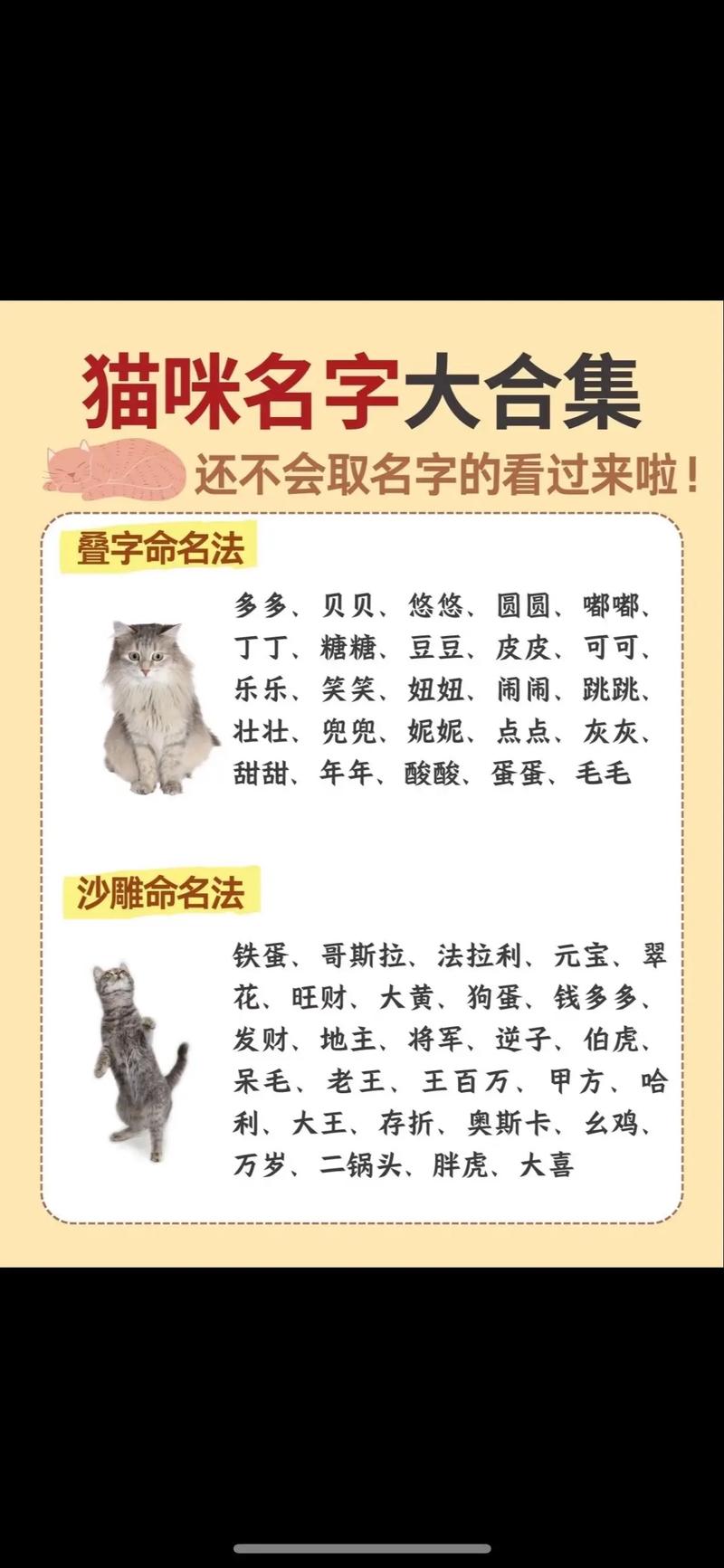 寓意好的猫咪名字