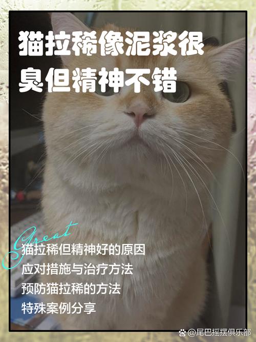 猫拉稀像泥浆很臭但精神很好