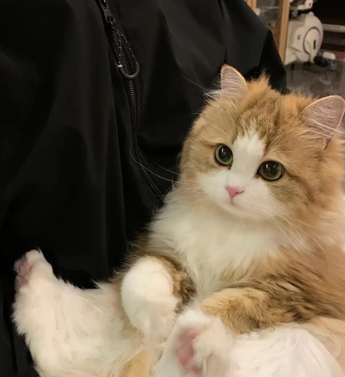 猫咪大便不成型是什么原因?