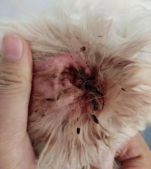 狗狗耳螨会传染给人吗