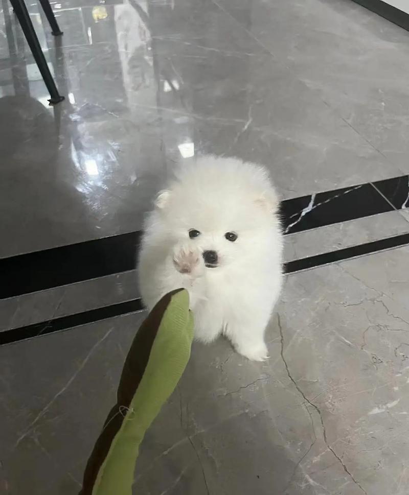 急求,家养一条五岁的拉布拉多犬,但是晚上看见人就开始叫,用什么训练...