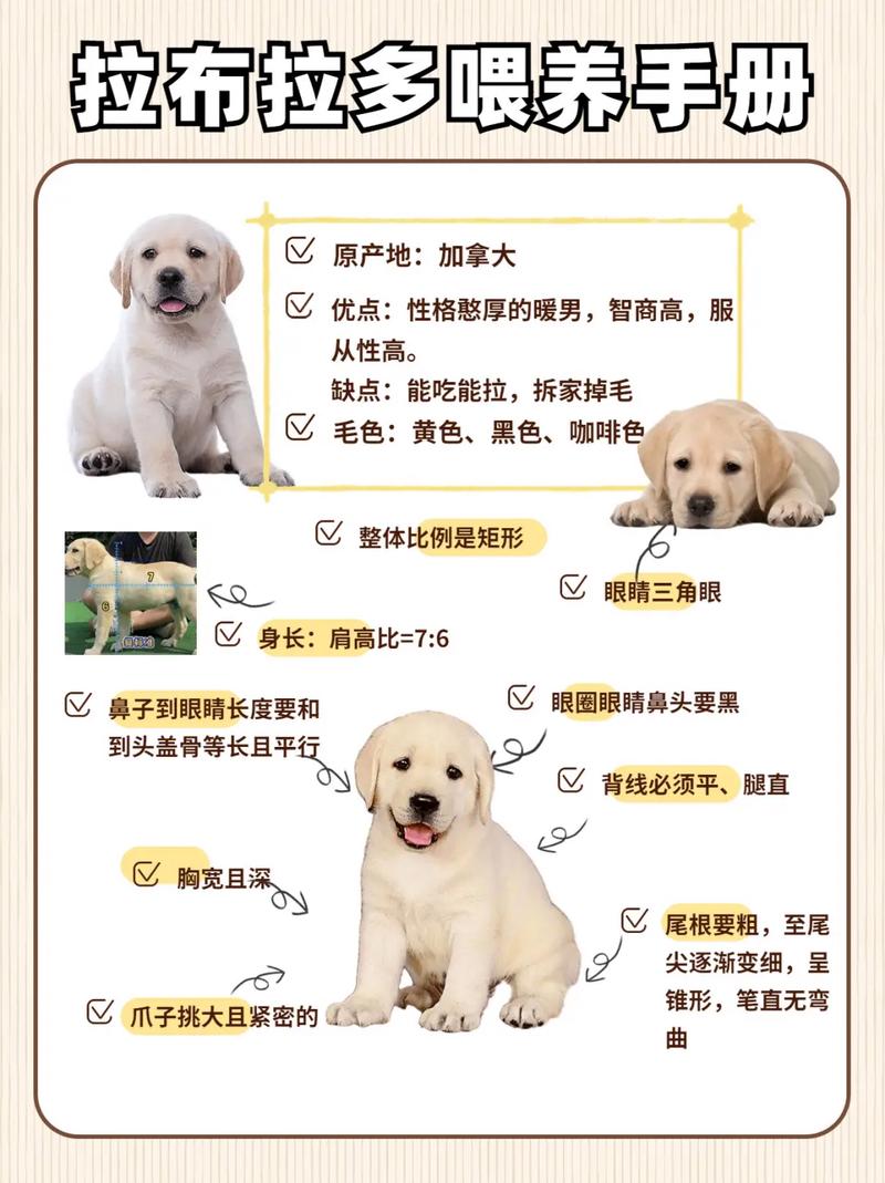 狗狗见人就叫怎么办