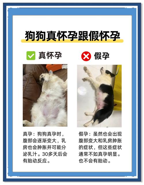 怎么判断狗有没有怀上