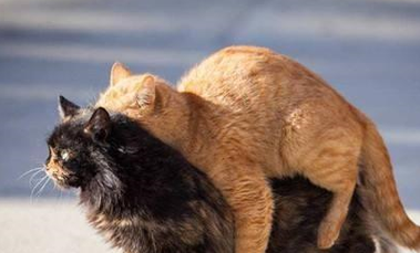 猫咪发情到底牵扯了多少事