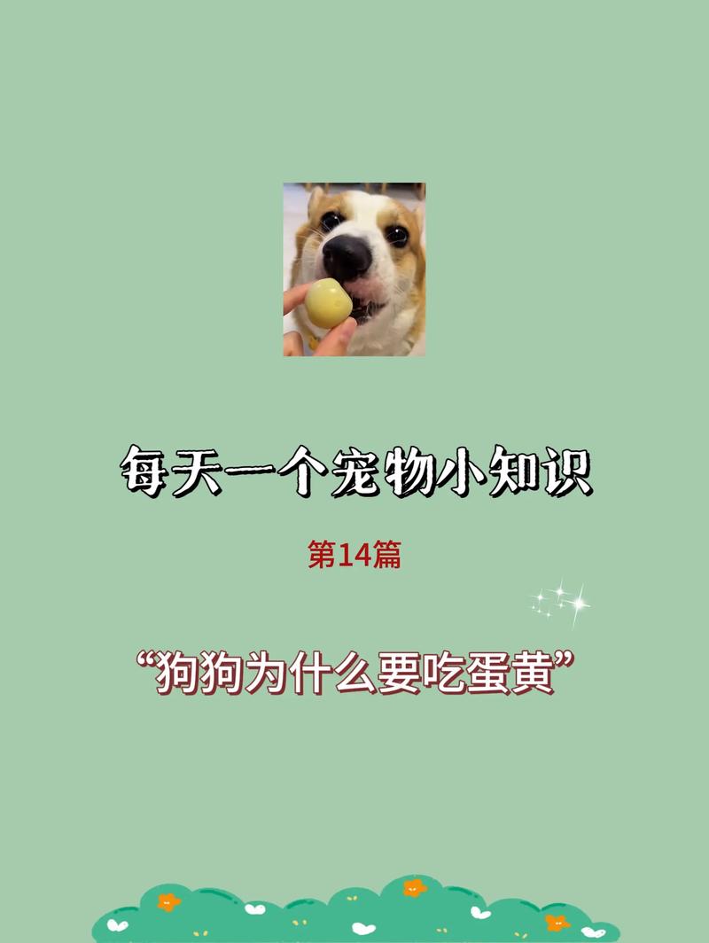 为什么要让狗狗吃鸡蛋清