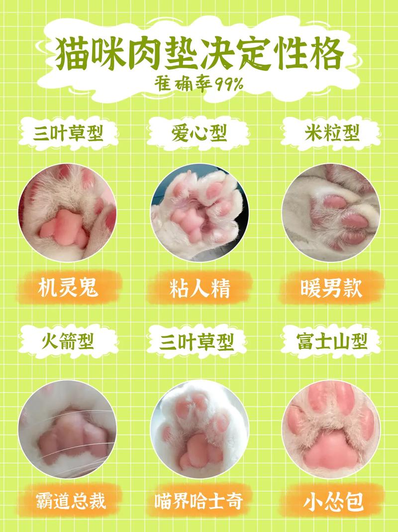 猫咪肉垫形状看性格