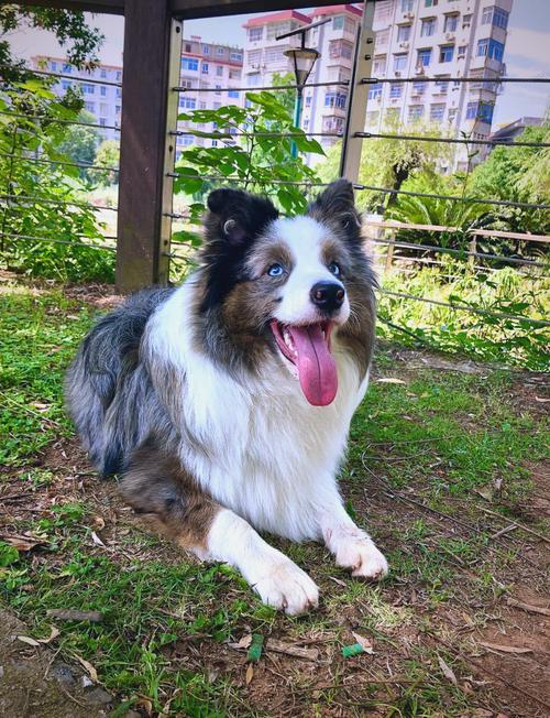 不咬人的几种狗,适合在小区饲养