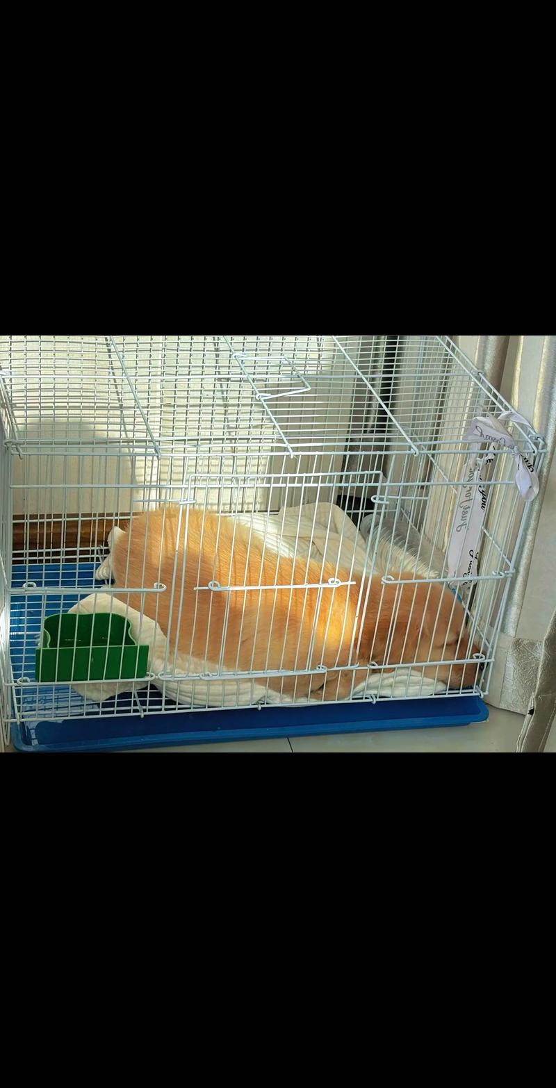 怎么让狗狗进笼子睡觉