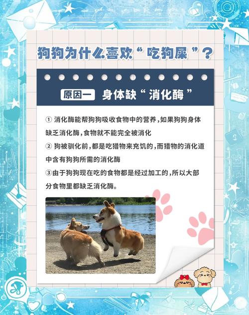 狗狗吃自己的屎是什么原因?