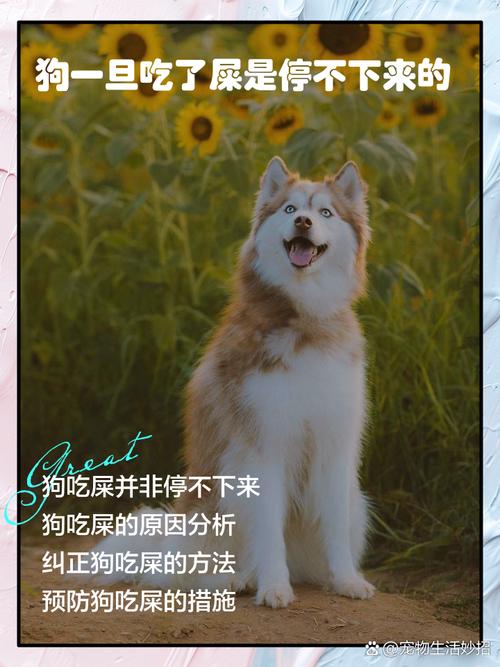 狗吃自己拉的屎是怎么改正