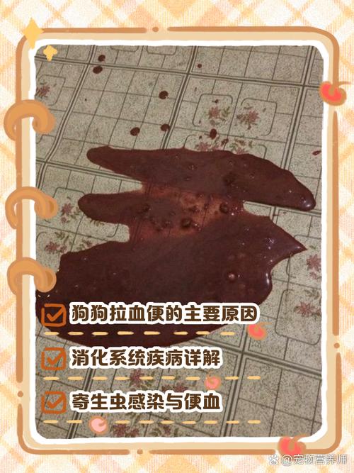 狗狗拉血第二天就死了