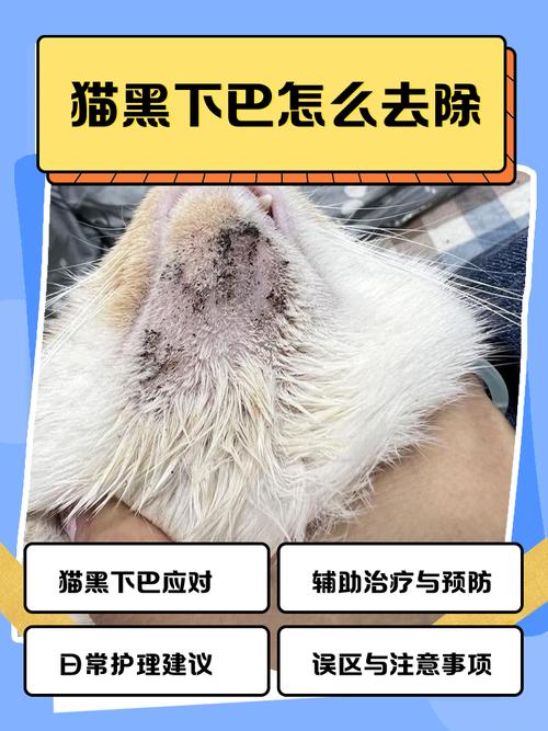 猫咪黑下巴怎么根治?
