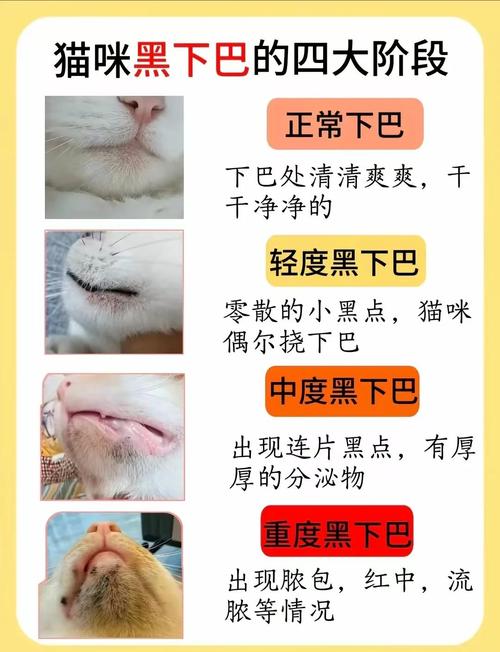 如何帮猫咪清除黑下巴