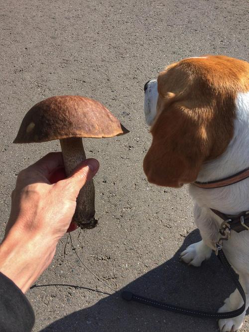 狗能吃蘑菇吗熟的