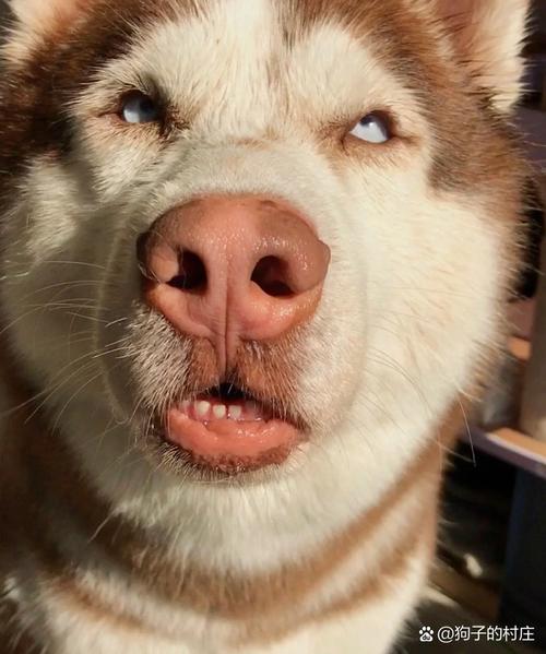 我的哈士奇吃上香菇了怎么办?