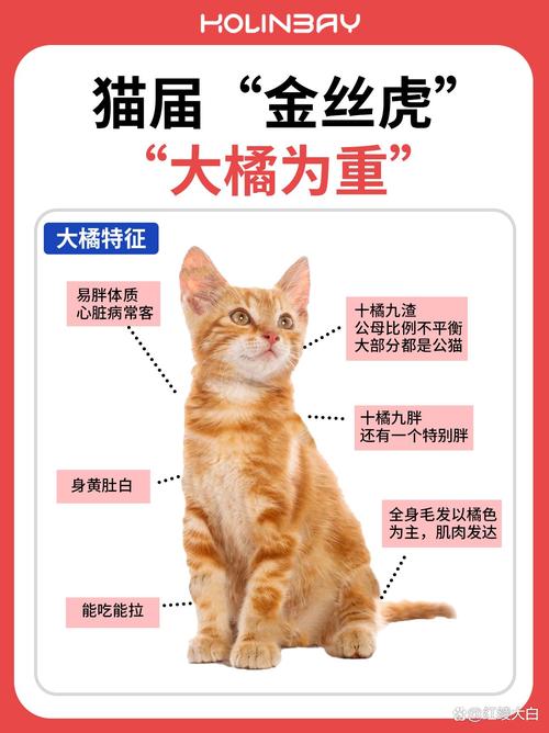对主人很吉利吉祥的猫咪名字