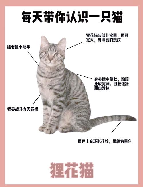 狸花猫吉利又好听的名字