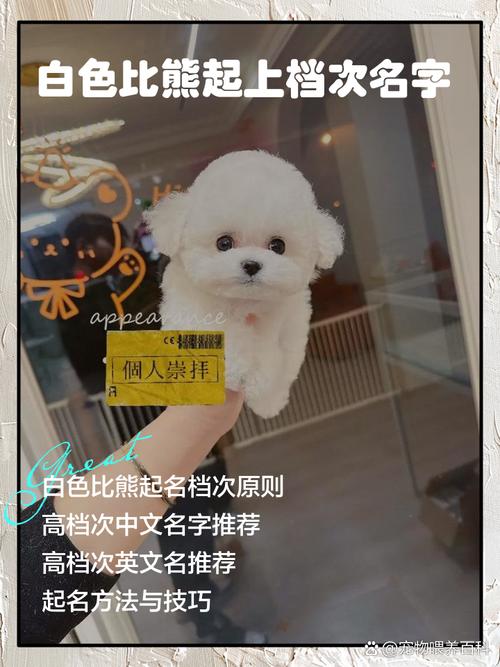 白色的狗狗起名字大全?