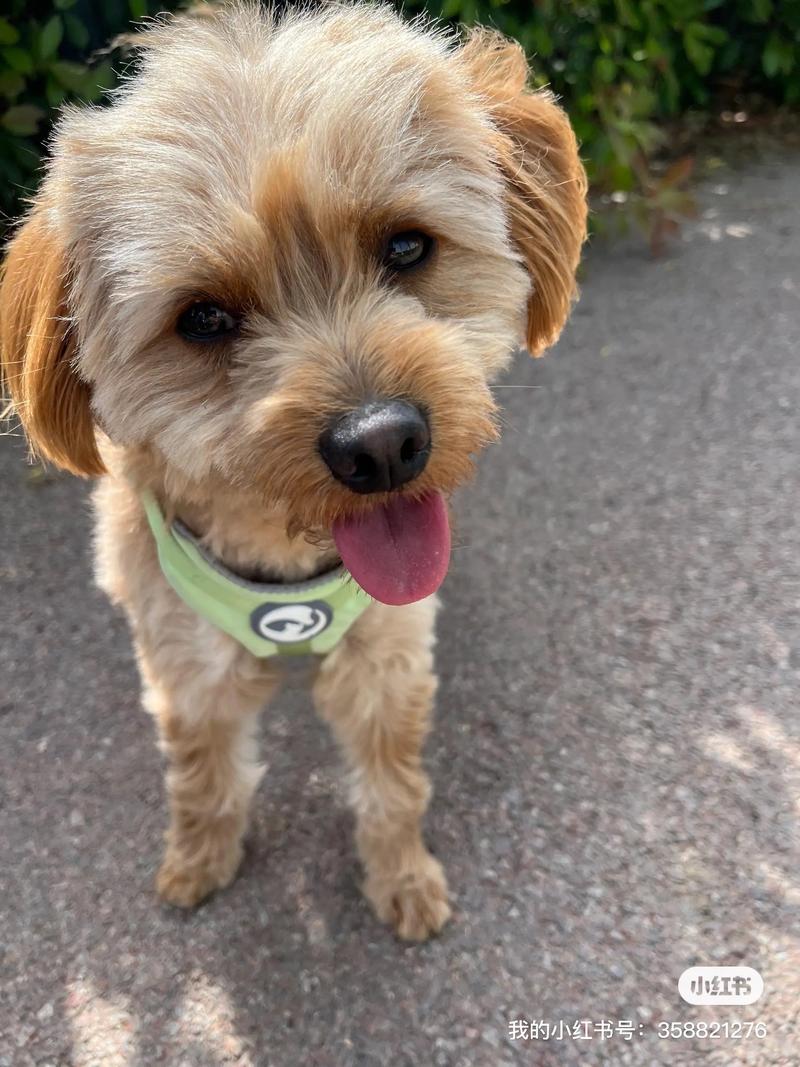 我刚抓了一只黄白色的小狗想给它起个名字请大家帮忙给想一个!!_百度...