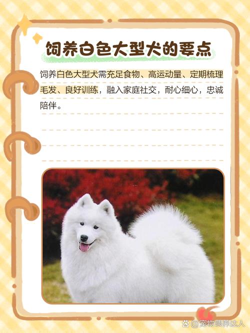 白色狗狗取什么名字好呢??