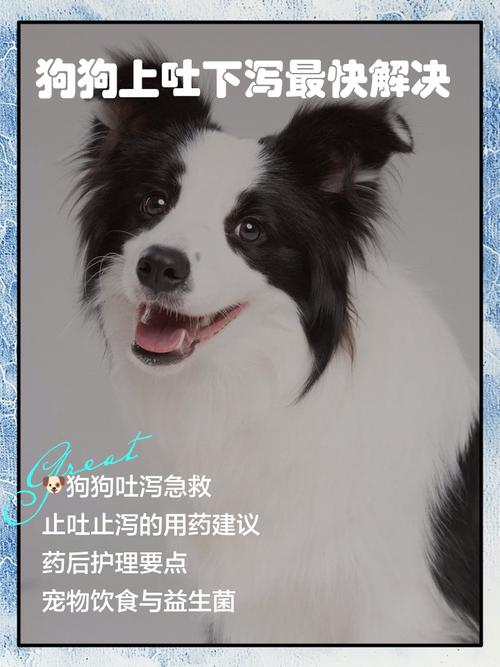 五个月狗狗上吐下泻能自愈吗