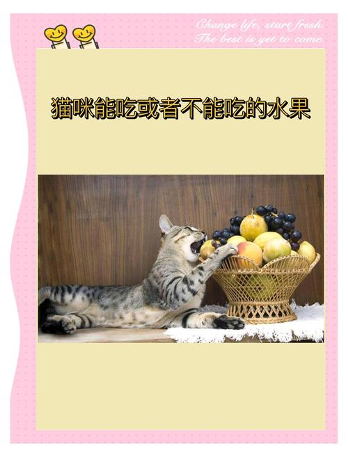 猫咪可以吃果冻吗