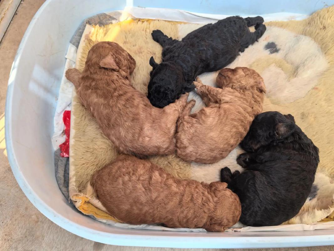 泰迪狗生产的时候多久生一个