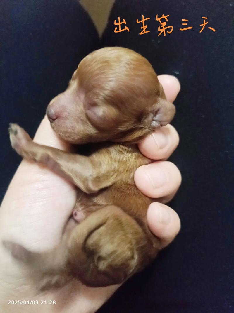 泰迪生小狗一般要生多久