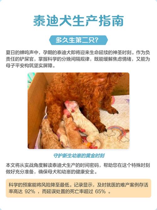 泰迪狗怀孕多长时间生小狗